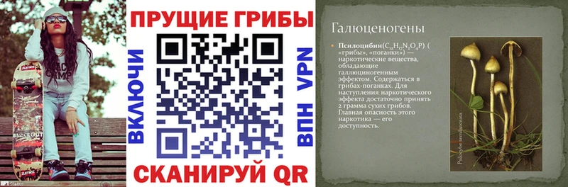 Купить  Кедровый  Галлюциногенные грибы ЛСД 